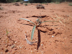 Ledebouria apertiflora