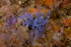 Clavelina