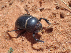 Scarabaeus proboscideus