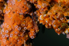 Notoclinops caerulepunctus