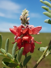 Indigofera oxytropis