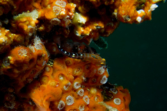 Notoclinops caerulepunctus