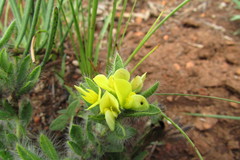 Leobordea foliosa