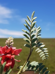 Indigofera oxytropis