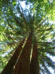 Sequoia