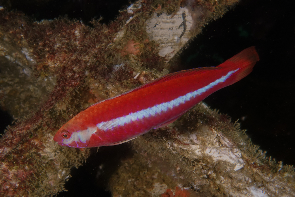 Crimson Cleaner Fish