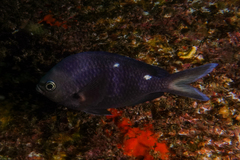 Chromis dispila