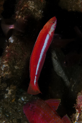 Suezichthys aylingi