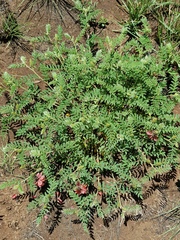 Indigofera oxytropis