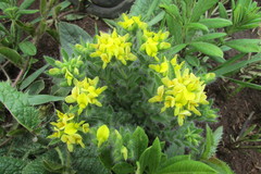 Leobordea foliosa