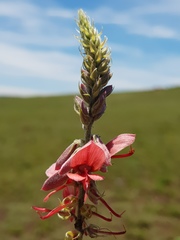 Indigofera oxytropis