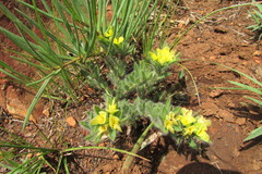 Leobordea foliosa