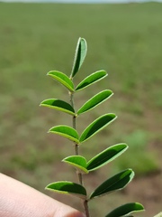 Indigofera oxytropis