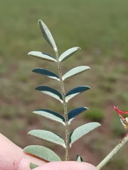 Indigofera oxytropis