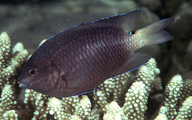Threeline Damsel