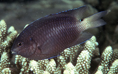 Threeline Damsel photo 1