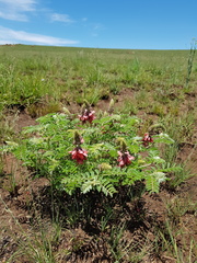 Indigofera oxytropis