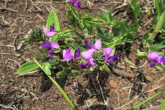 Polygala uncinata