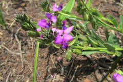 Polygala uncinata