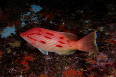 Bodianus unimaculatus