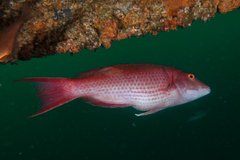 Bodianus unimaculatus