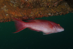 Bodianus unimaculatus