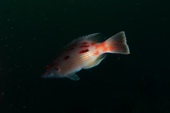 Bodianus unimaculatus