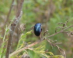 Chrysolina interstincta