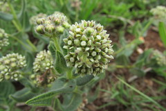 Xysmalobium parviflorum