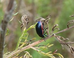Chrysolina interstincta