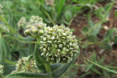Xysmalobium parviflorum