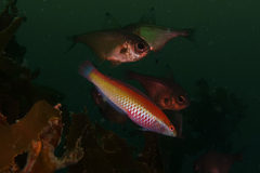 Suezichthys aylingi