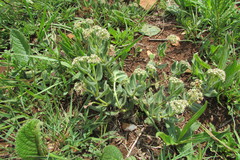 Xysmalobium parviflorum