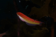 Suezichthys aylingi