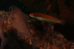 Suezichthys aylingi