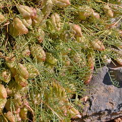 Astragalus pachyrhizus