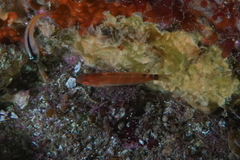 Pseudolabrus luculentus