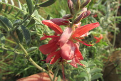 Indigofera oxytropis