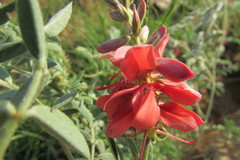 Indigofera oxytropis