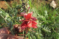 Indigofera oxytropis