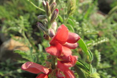 Indigofera oxytropis