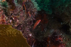 Pseudolabrus luculentus