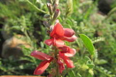 Indigofera oxytropis