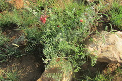 Indigofera oxytropis