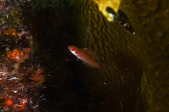 Pseudolabrus luculentus