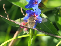 Bombylius cinerascens