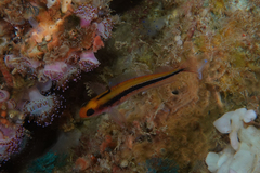 Forsterygion maryannae