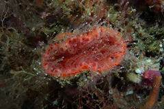 Monomyces rubrum