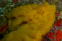 Aplidium powelli
