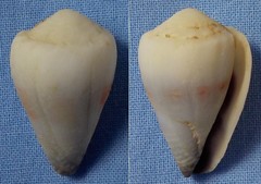 Conus sponsalis